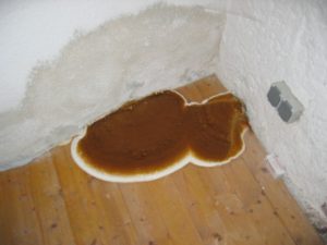 Fruchtkörper des Echten Hausschwamms